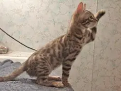 Denise profile picture