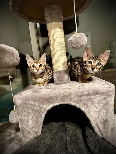 hand raised bengal kittens sitting on a cat tree