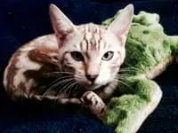 Holly Testerman profile picture