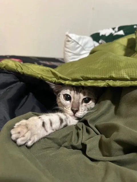hand raised bengal kitten tucked into a green blanket
