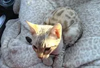 Nikki Petrich & Brittney Veilleux profile picture