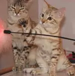 Ginger profile picture