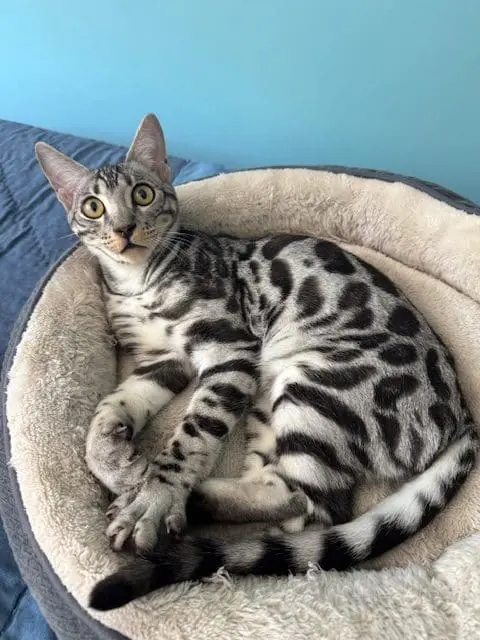 A bengal kitten laying on a cat bed