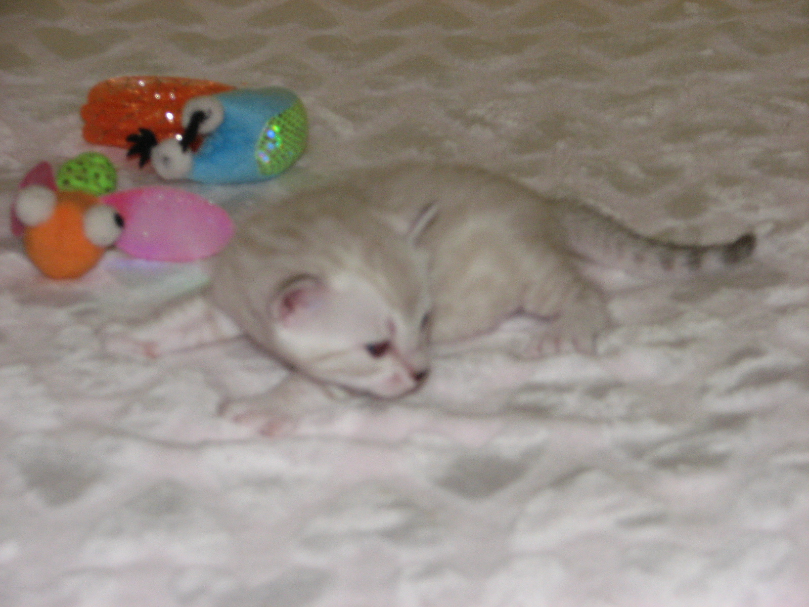 Cleo & kittens 9 26 17 035